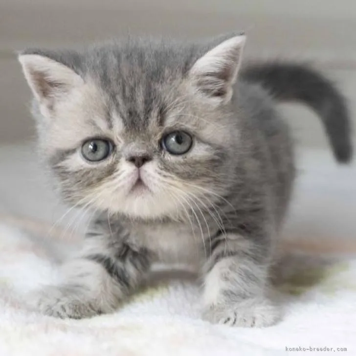 ID:2207-00224の子猫