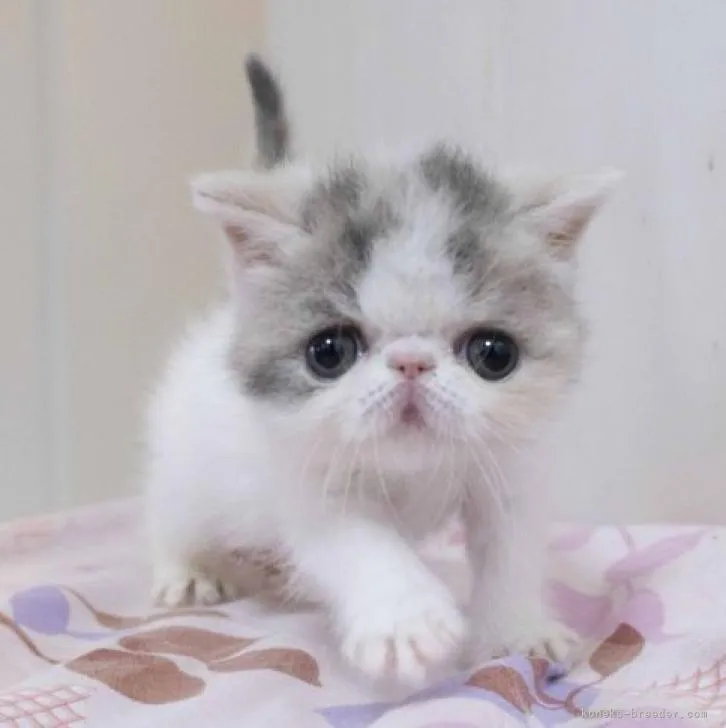ID:2212-00308の子猫