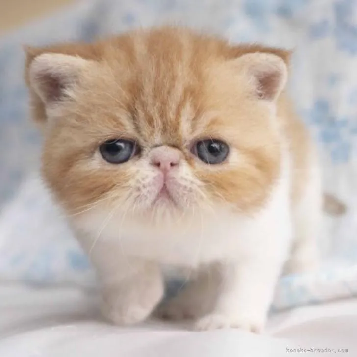 ID:2209-02341の子猫