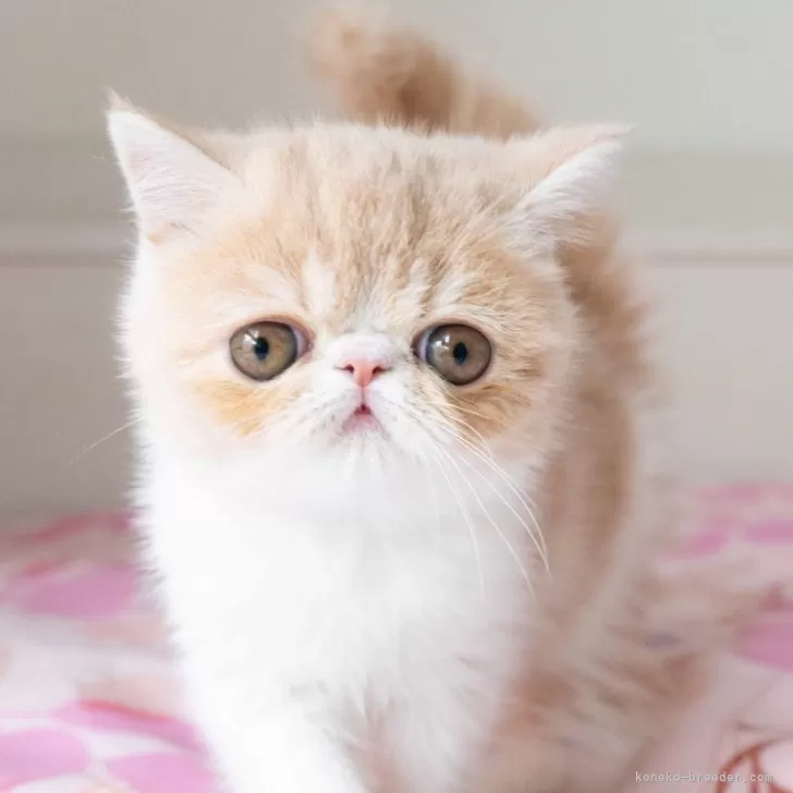 ID:2502-00126の子猫