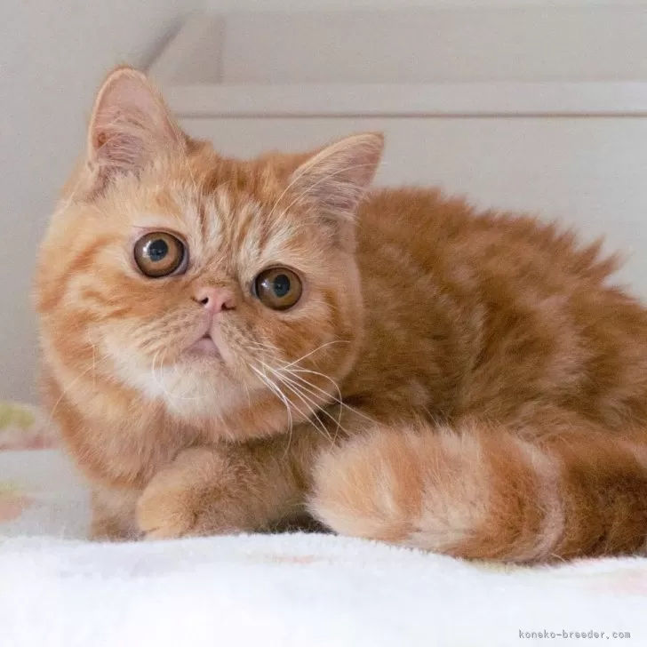 ID:2412-02031の子猫