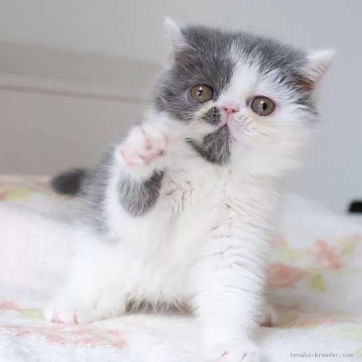 ID：2501-02212の子猫