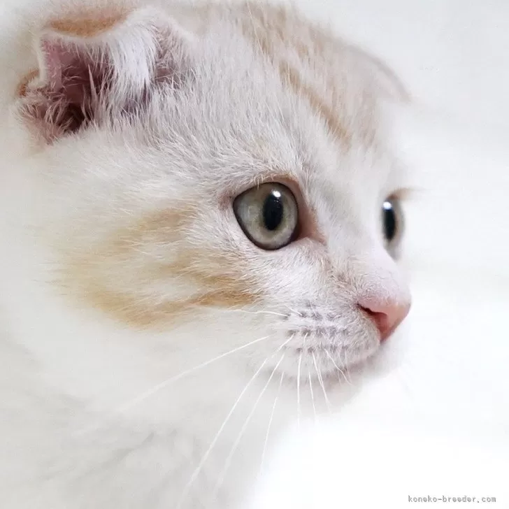 ID:2503-02315の子猫