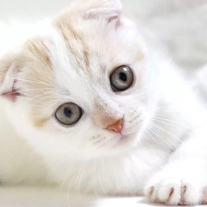 ID:2504-02803の子猫