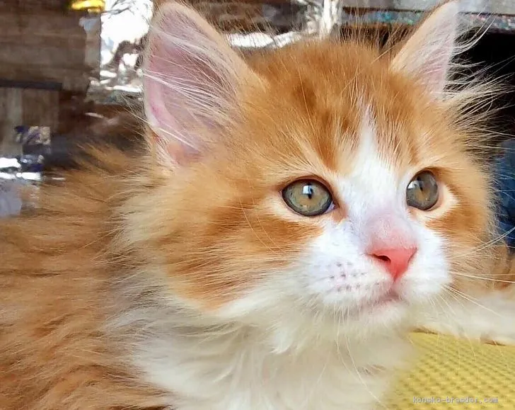 ID:2004-00821の子猫