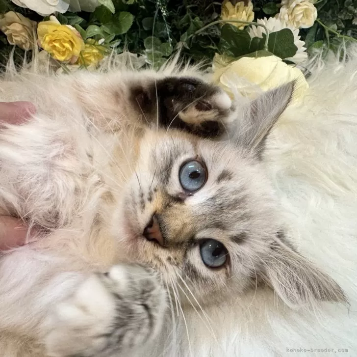 ID：2405-03674の子猫