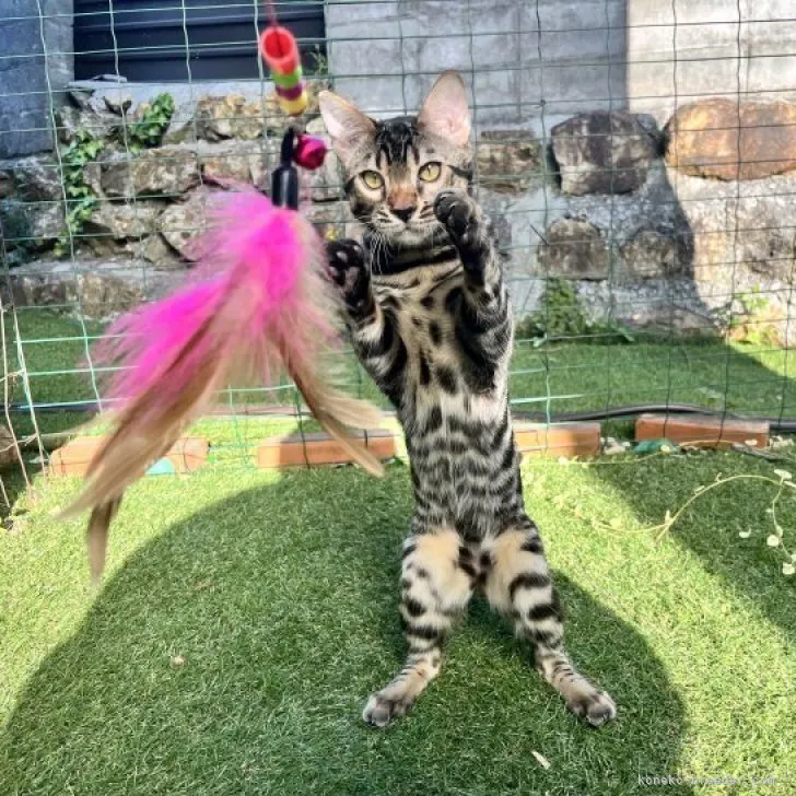 ID:2212-00131の子猫