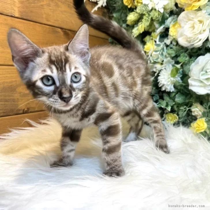 ID:2410-01235の子猫