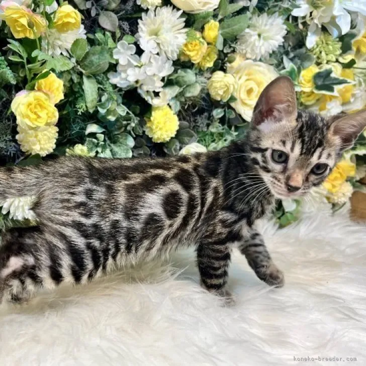 ID:2305-01556の子猫