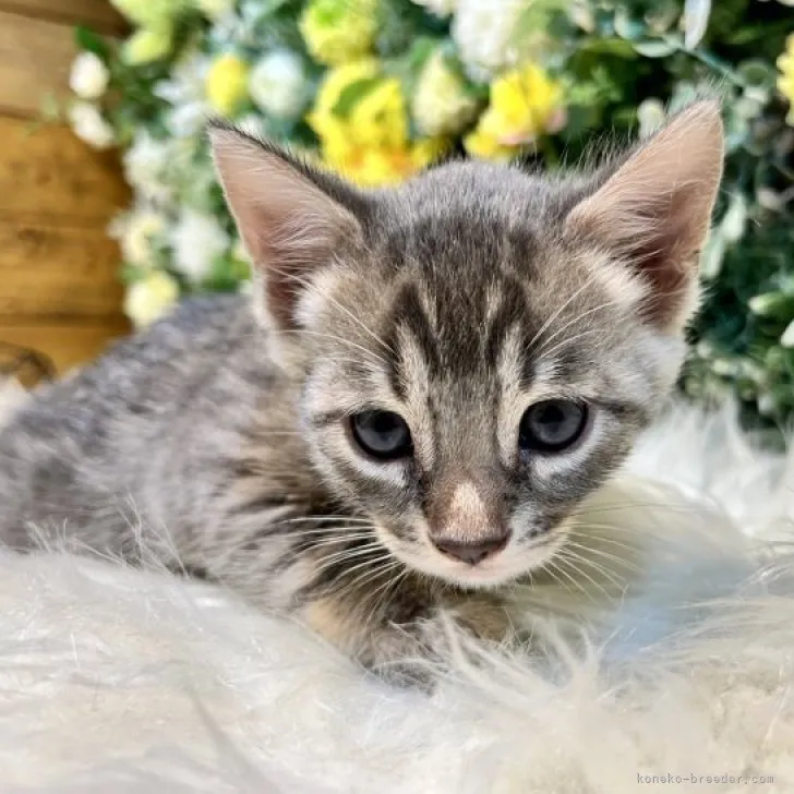 ID:2310-00090の子猫
