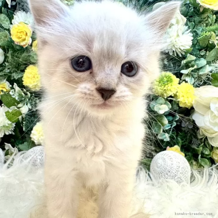 ID:2405-03673の子猫