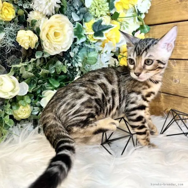 ID:2301-01144の子猫