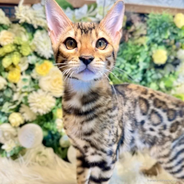 ID:2312-00150の子猫
