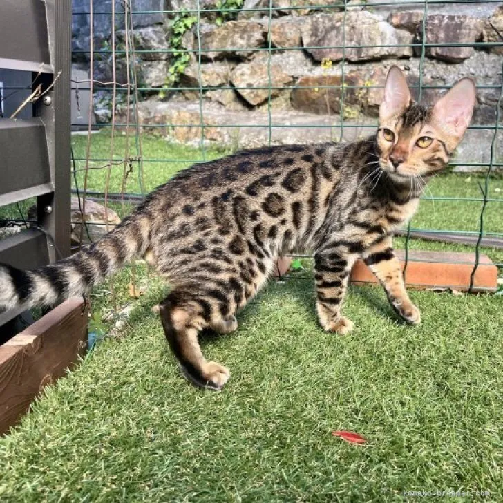ID:2301-01142の子猫