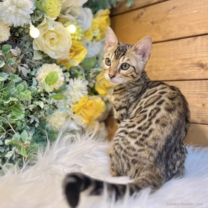 ID:2310-00088の子猫
