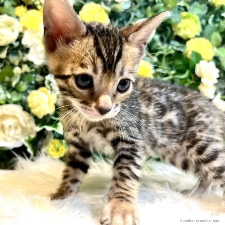ID:2306-01664の子猫