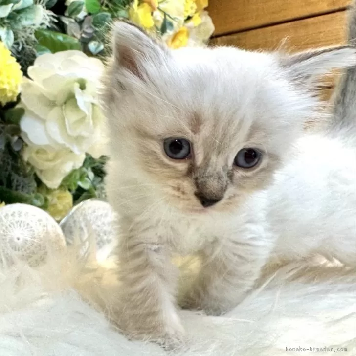 ID:2405-03679の子猫