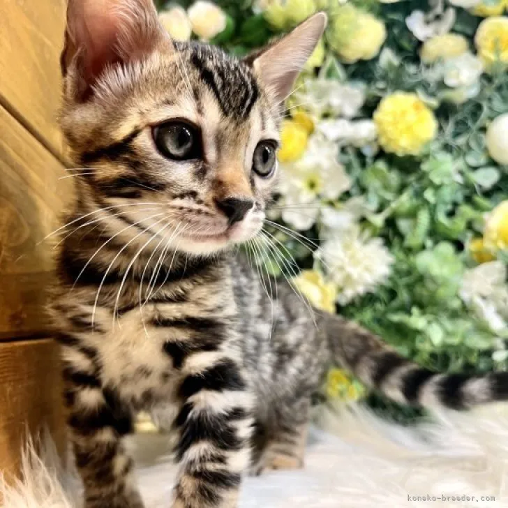 ID:2306-01668の子猫