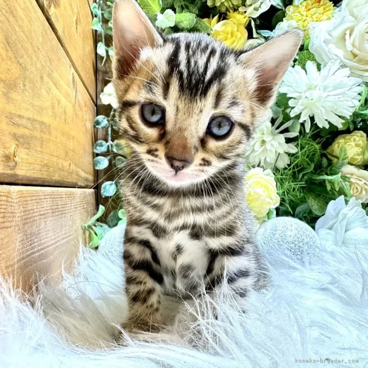 ID:2403-00169の子猫
