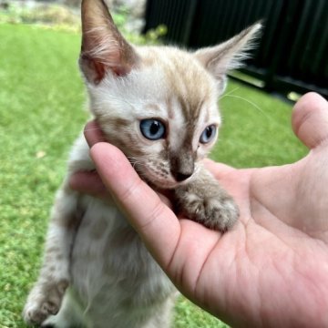 ベンガル【愛媛県・女の子・2023年7月16日・シールリンクス・チャコール】の写真「青い瞳が美しい人気のリンクス💕」