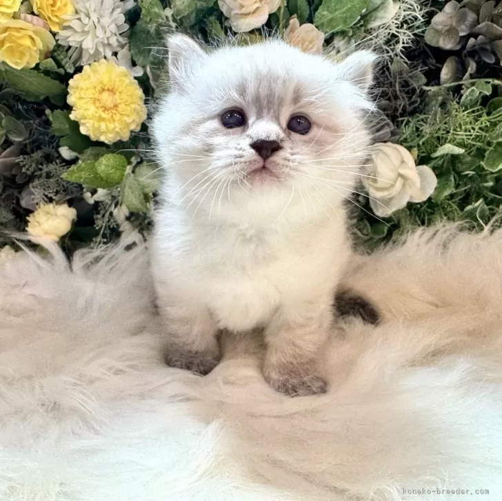 K.I 様のお迎えした子猫
