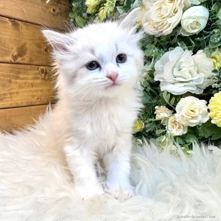 ID:2502-02433の子猫