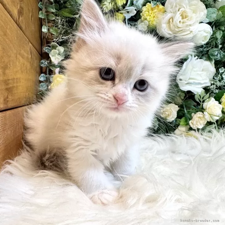 tomo 様のお迎えした子猫