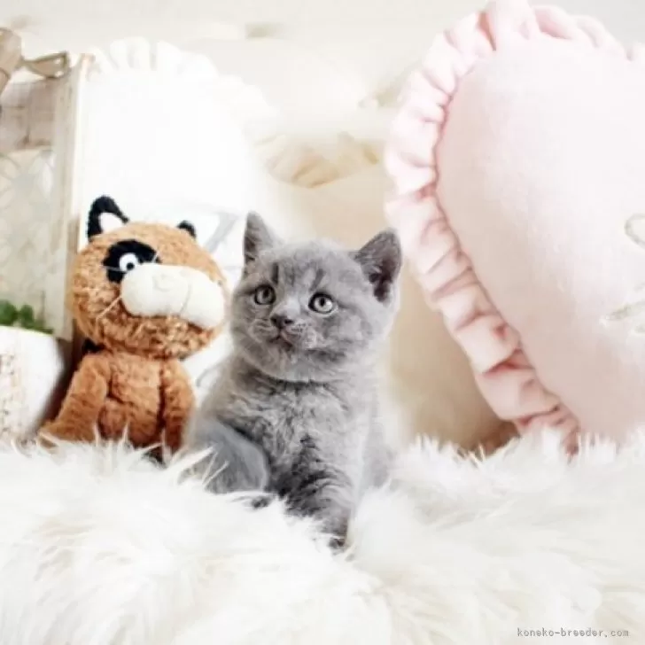 ID:2403-02430の子猫
