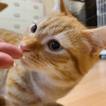 マンチカン(短足)【兵庫県・男の子・2023年10月27日・クリームタビー（短毛）】の写真「とっても人気の毛色です」