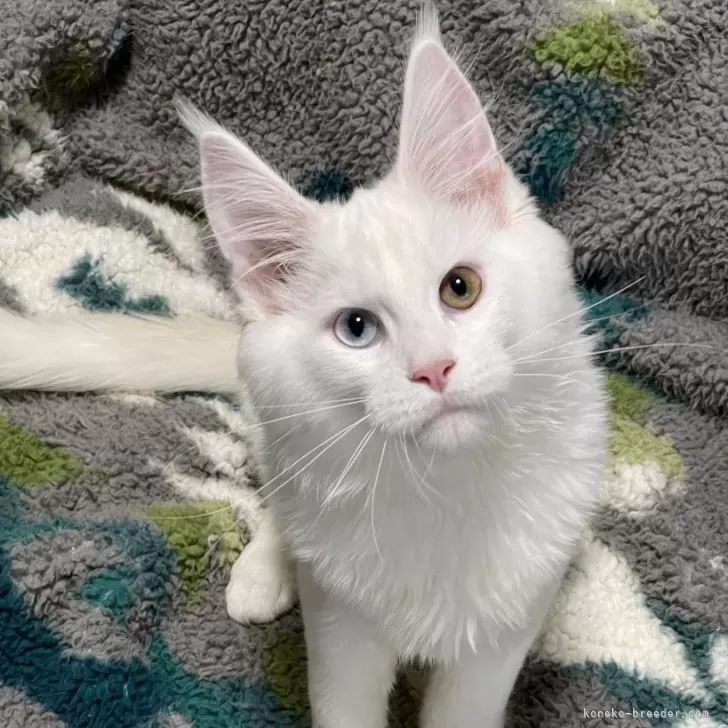 ID：2405-03711の子猫