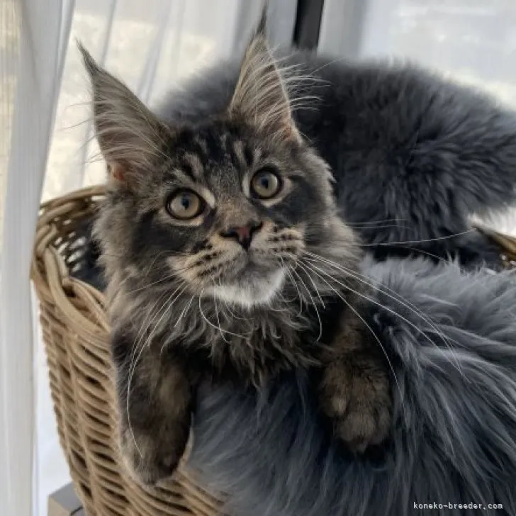 ID:2303-01284の子猫