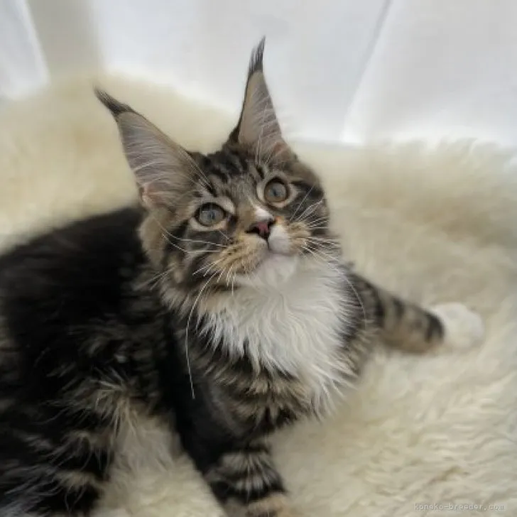 ID:2301-02395の子猫