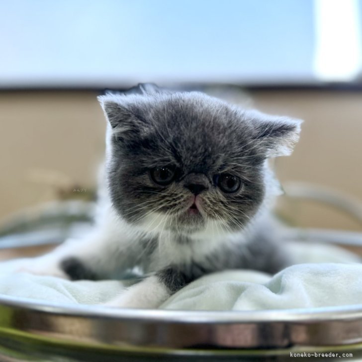 にゃんぽ 様のお迎えした子猫