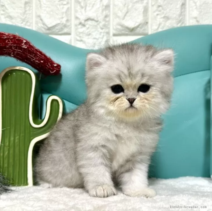 ID:2404-02940の子猫
