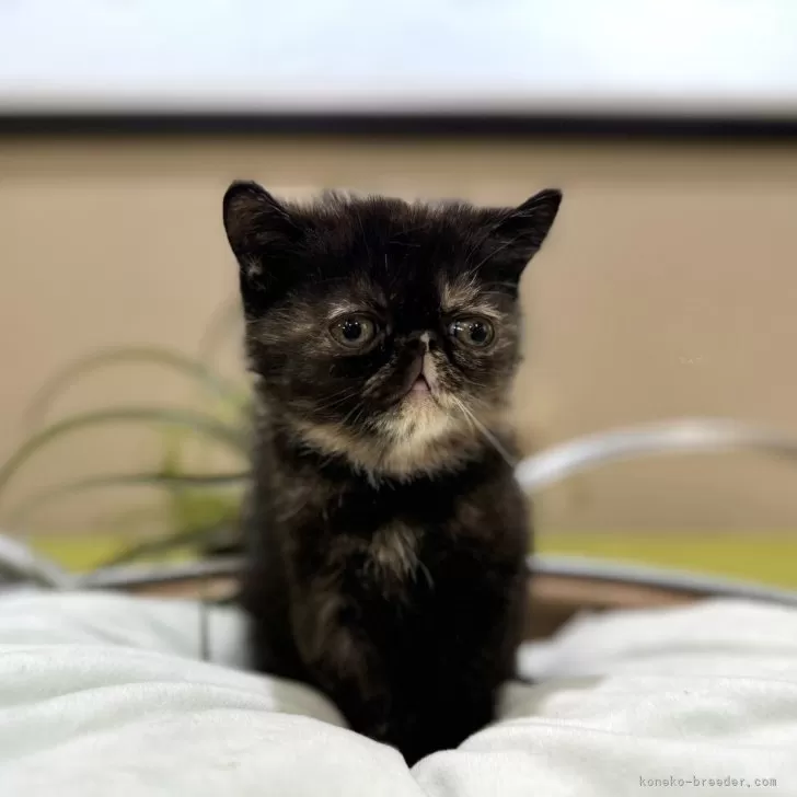 ID:2406-00926の子猫