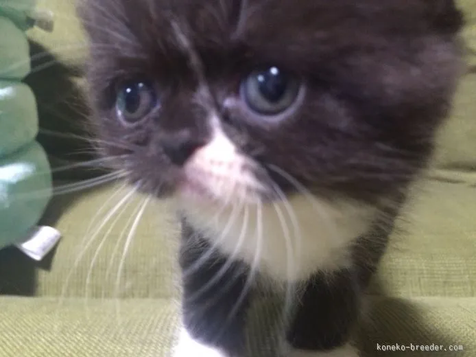 ID:1506-00381の子猫