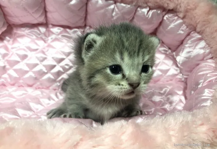 マンチカン(短足)【岐阜県・男の子・2020年9月21日・ブルータビー】の写真1「かわいい💕」