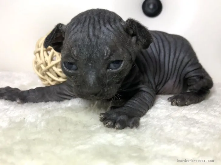 サクラフランソワ 様のお迎えした子猫