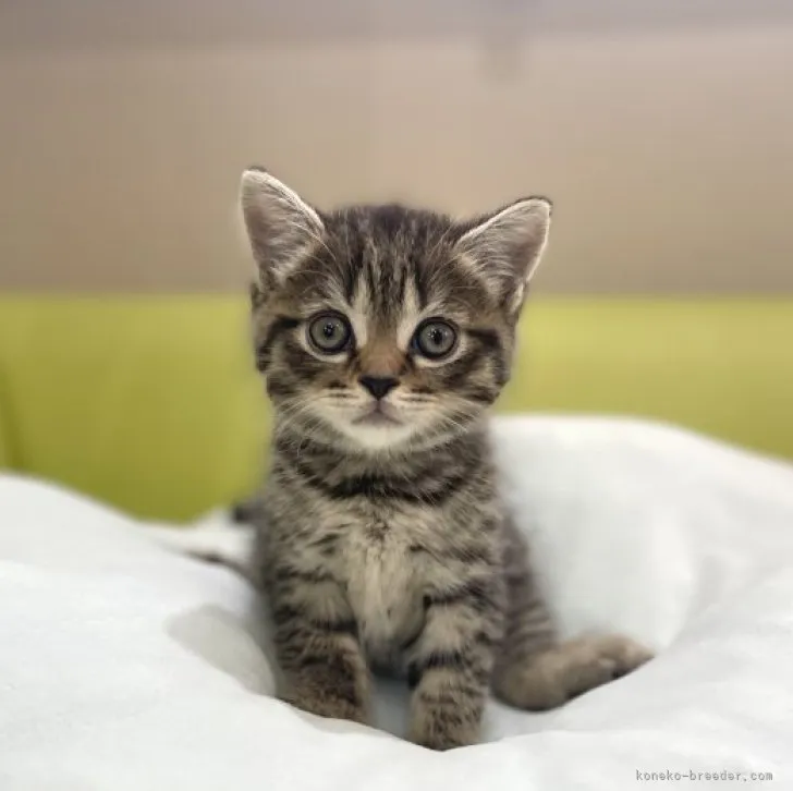 ID：2306-01344の子猫