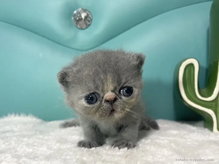 ID:2204-03027の子猫