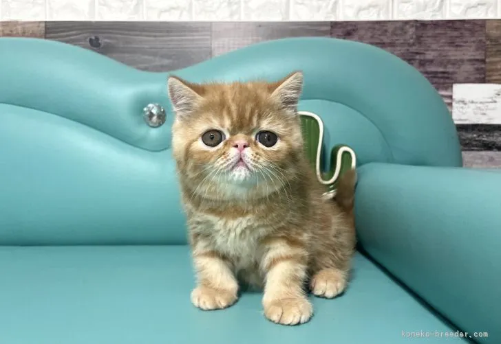 ID:2204-00281の子猫