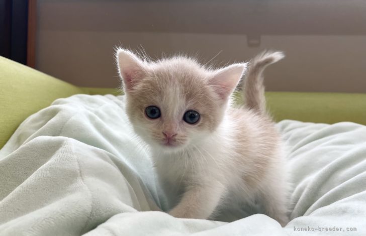 マンチカン 長足 岐阜県 男の子 21年5月日 クリームタビーホワイト 淡いカラー みんなの子猫ブリーダー 子猫 Id 2106