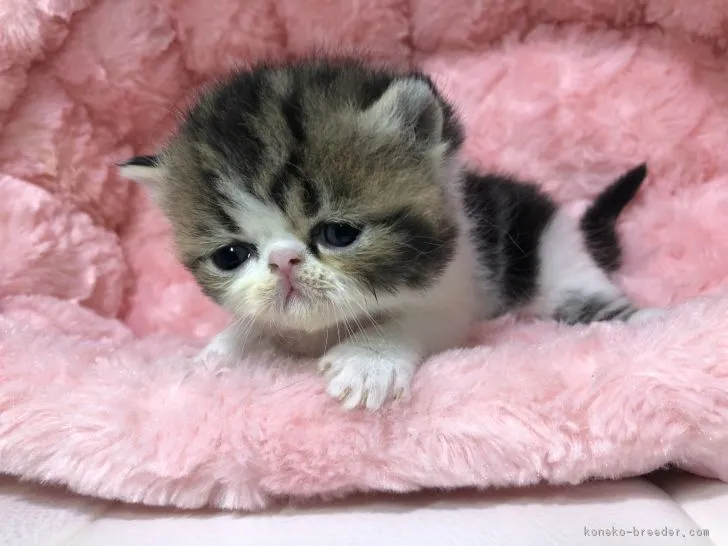 ID:1903-00881の子猫