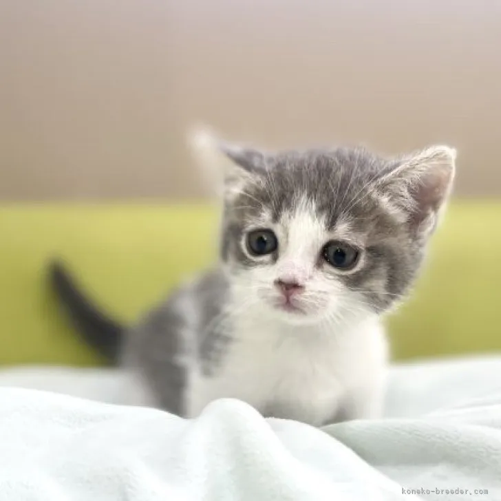 ID:2308-01431の子猫