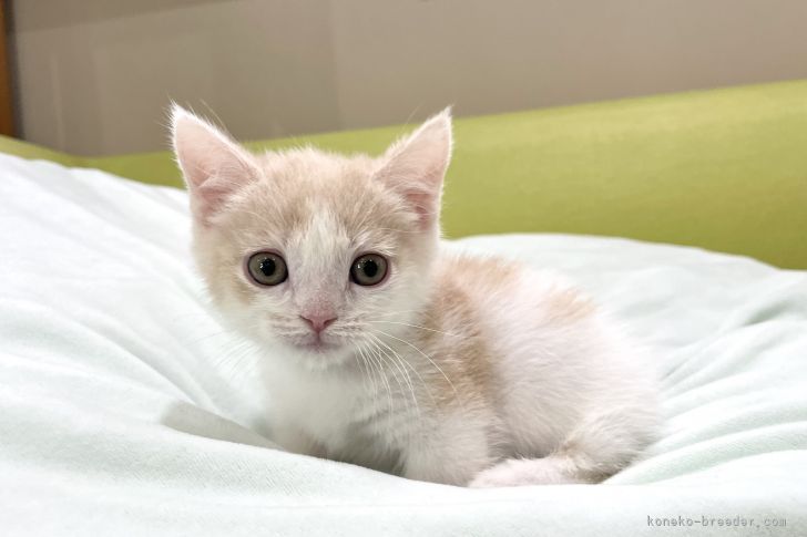 マンチカン 短足 岐阜県 男の子 21年12月24日 クリームタビーホワイト 淡いカラー みんなの子猫ブリーダー 子猫id 21