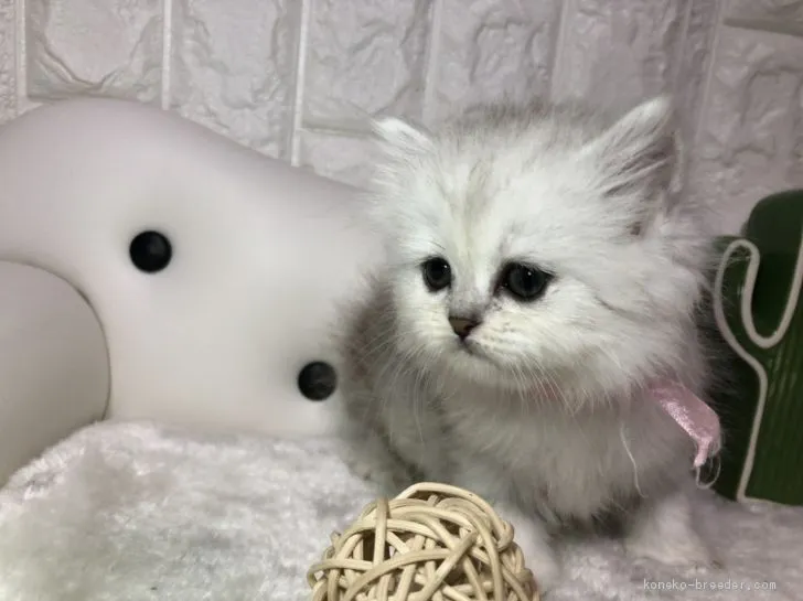 ID:1912-00418の子猫