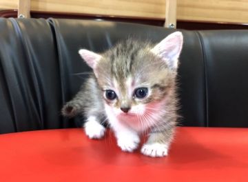 マンチカン(短足)【岐阜県・女の子・2020年5月30日・ブラウンタビーホワイト】の写真「かわいい💕」