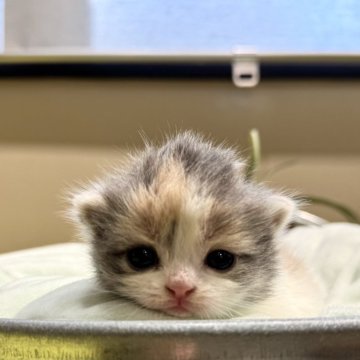 マンチカン(短足)【岐阜県・女の子・2024年11月15日・ダイリュートキャリコ】の写真「極短足　人気カラー💕」