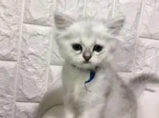 ペルシャ(チンチラ)【岐阜県・男の子・2019年7月4日・シルバー】の写真1「かわいい💕」