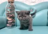 エキゾチックショートヘア【岐阜県・男の子・2023年2月17日・ブルータビー】の写真4「かわいい💕」